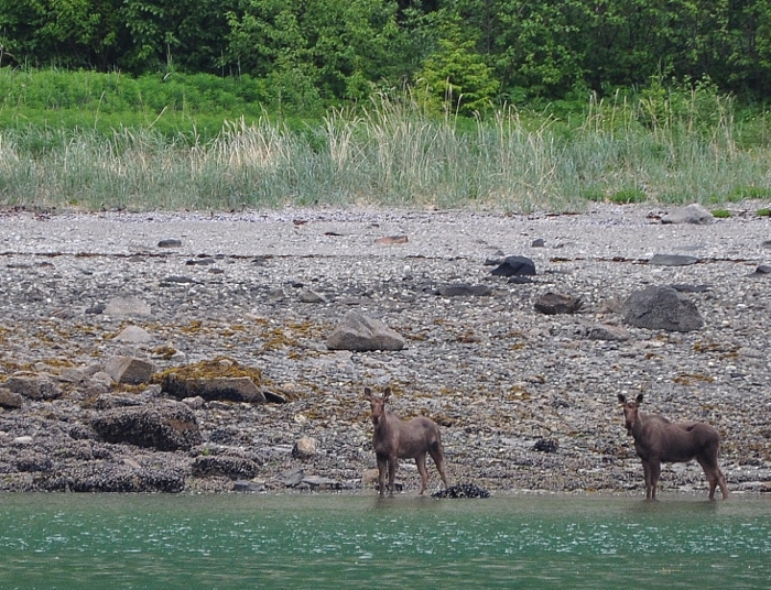 a young moose with mom